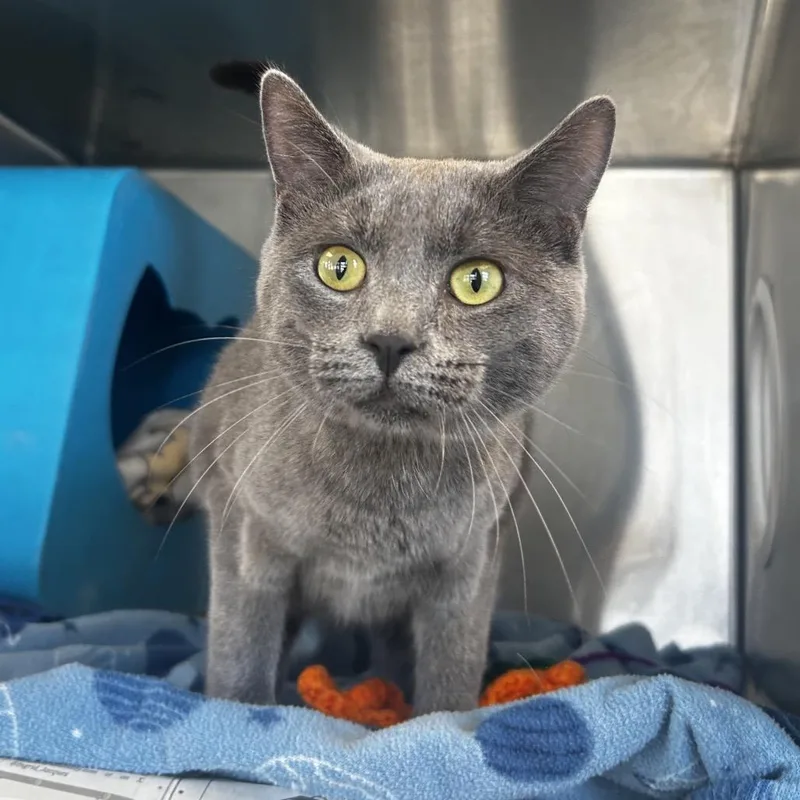 A young medium-sized female Gray / Blue / Silver Domestic Short Hair cat named Luna for adoption in Waukesha, WI
