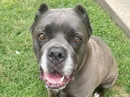 An adult large-sized female Cane Corso dog named Julia for adoption in Blountville, TN