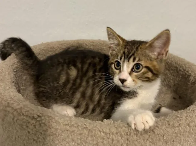 A baby small-sized male Domestic Short Hair cat named Watson for adoption in Rochester, IN