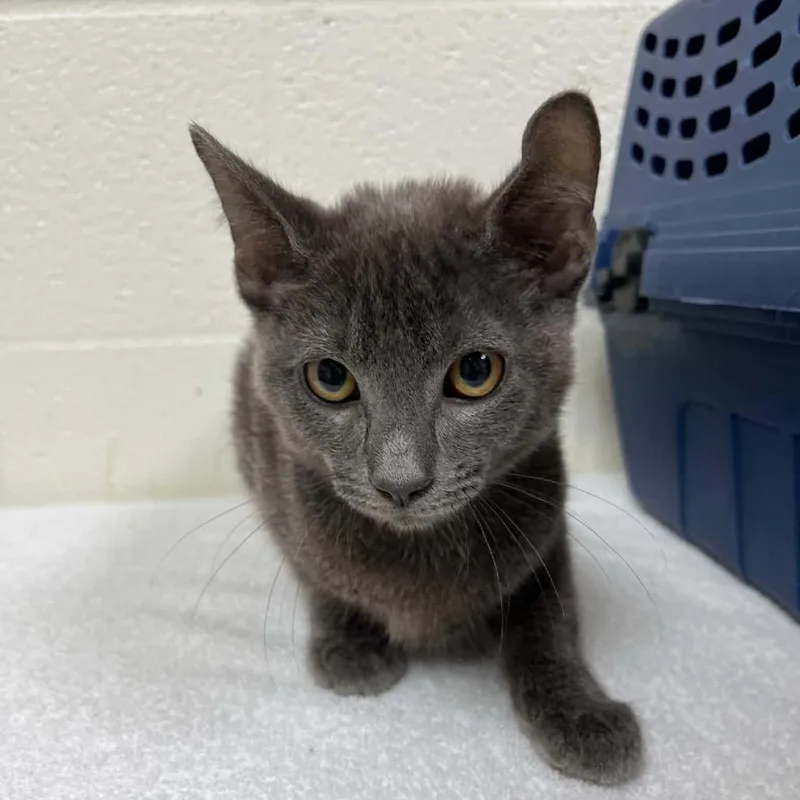 A baby small-sized male Gray / Blue / Silver Domestic Short Hair cat named SVASStray for adoption in Lyndhurst, VA