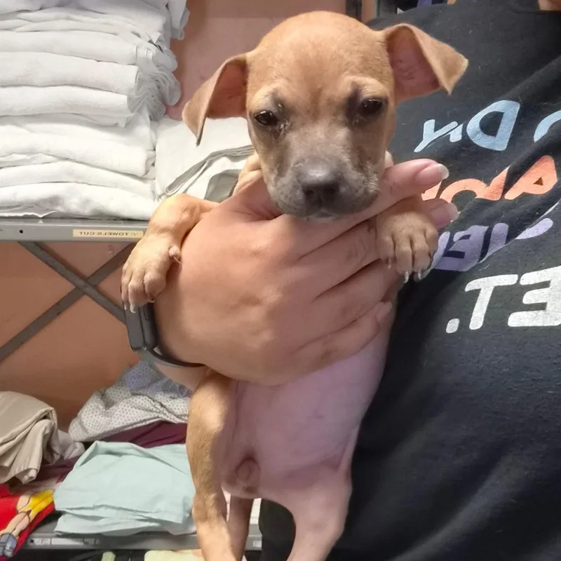 A baby medium-sized male Brown / Chocolate Mountain Cur dog named Peach for adoption in Wahiawa, HI