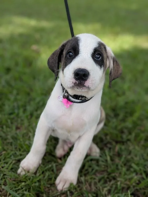 Nash