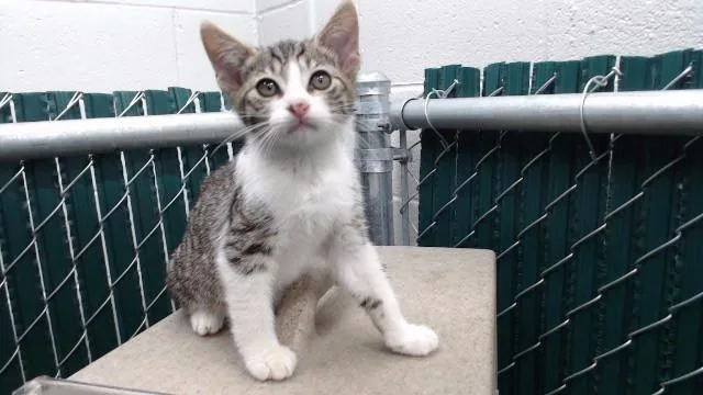 A baby medium-sized male Domestic Short Hair cat named Ike for adoption in Downey, CA