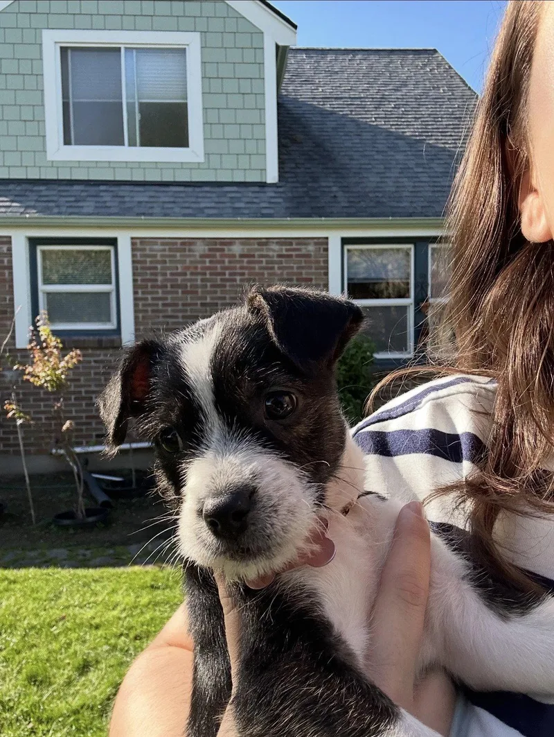 A baby medium-sized female Terrier dog named Delia for adoption in Bothell, WA