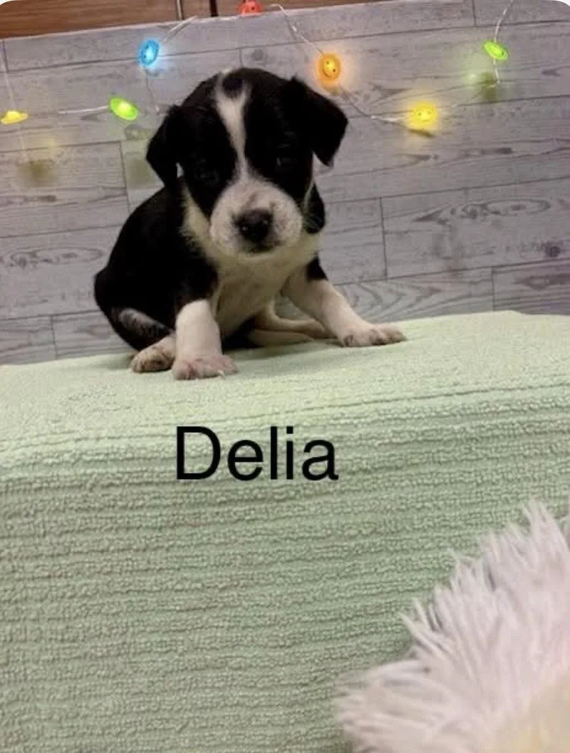 Delia thumbnail 3