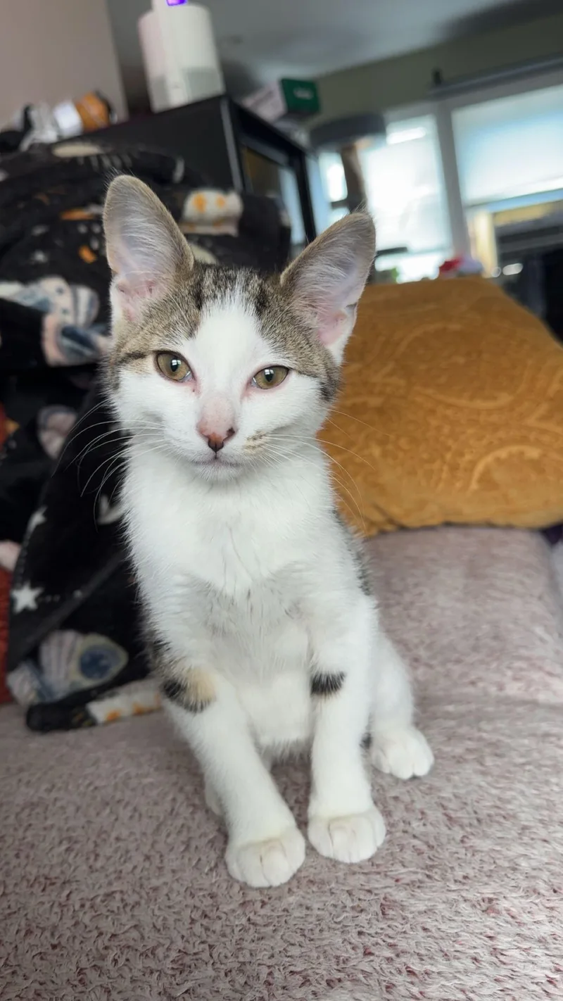 A baby medium-sized male Tabby (Brown / Chocolate) Domestic Short Hair cat named Snickers & Patches for adoption in Mokena, IL