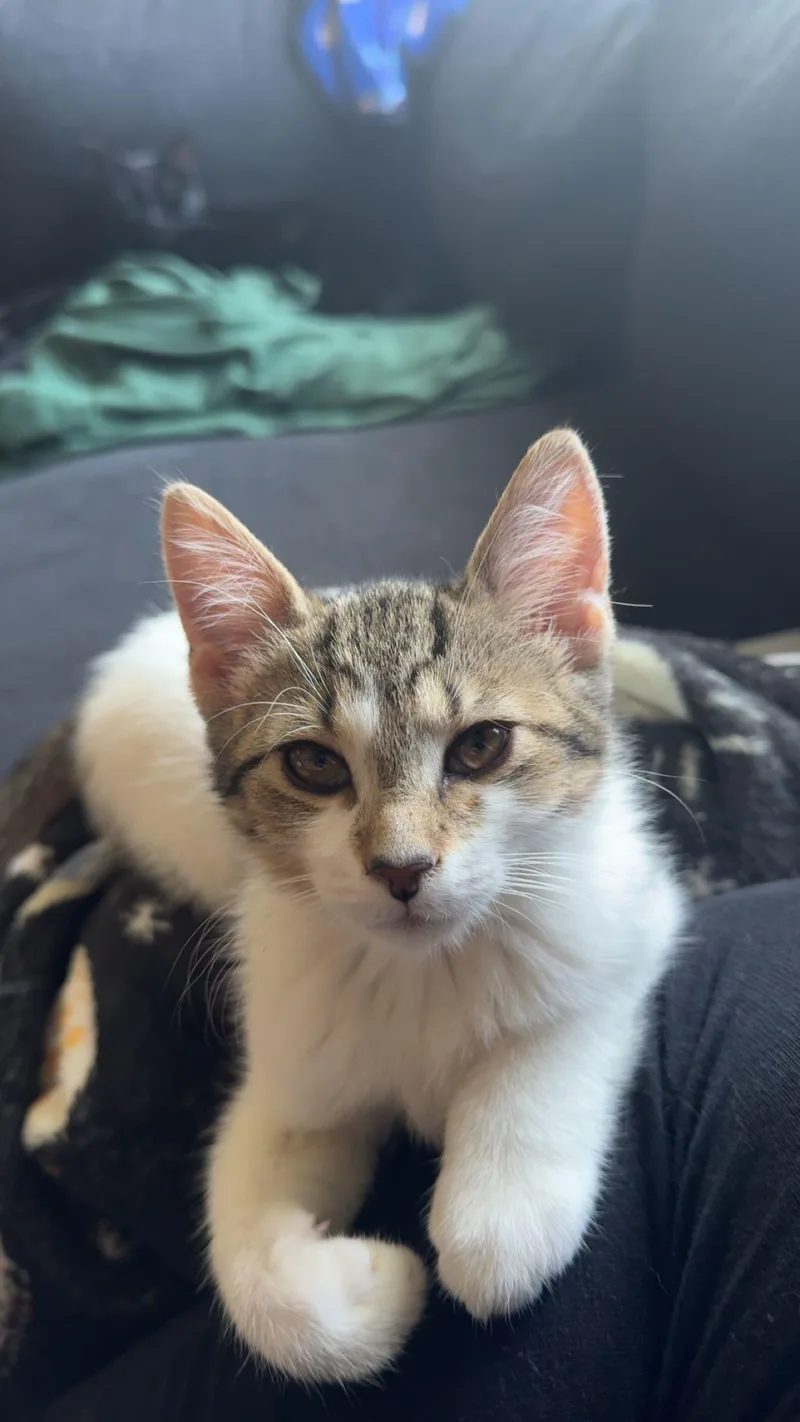 Snickers & Patches thumbnail 2