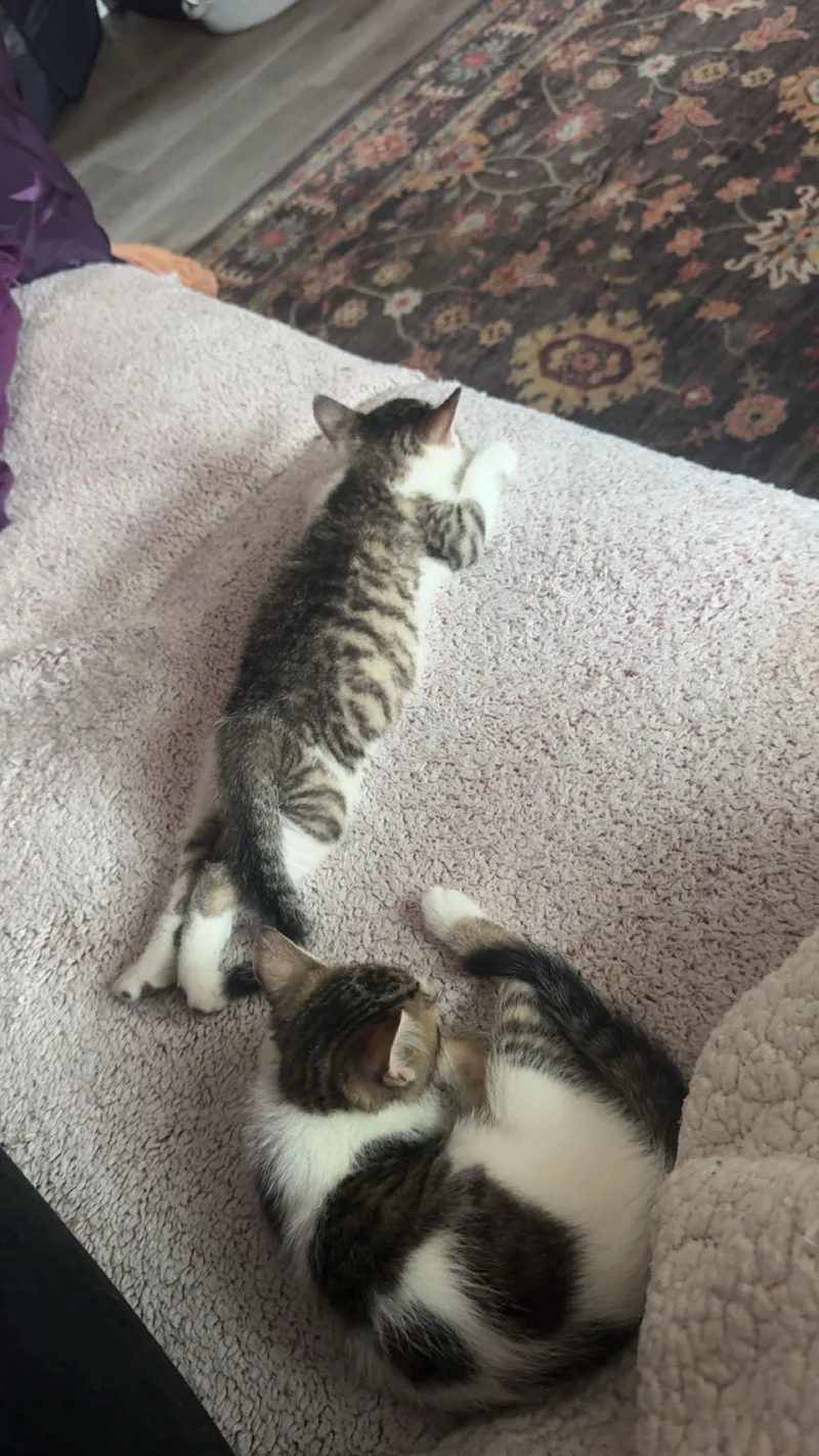 Snickers & Patches thumbnail 3