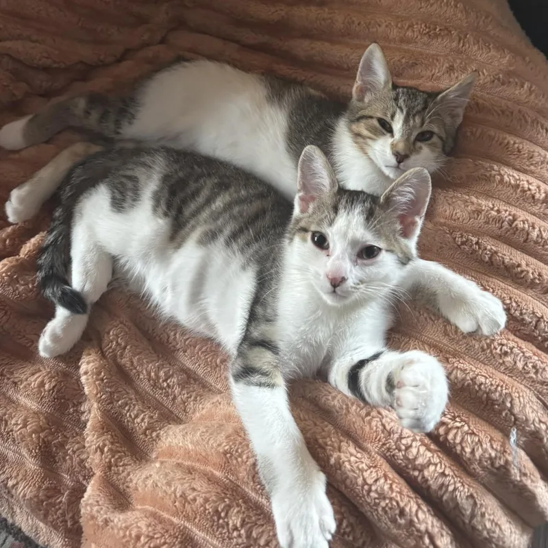 Snickers & Patches thumbnail 6