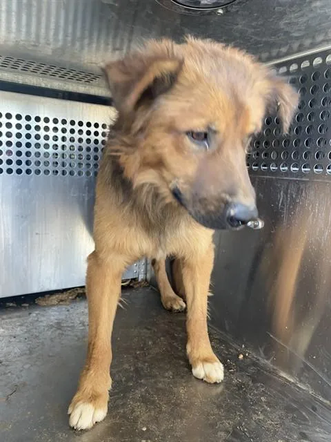 A young medium-sized male Chow Chow dog named Kaleb for adoption in Tucson, AZ