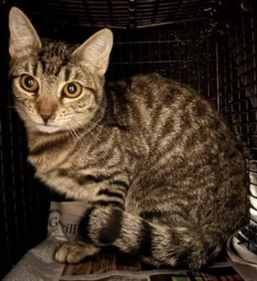 A young medium-sized female Domestic Short Hair cat named Felix for adoption in Chatsworth, CA