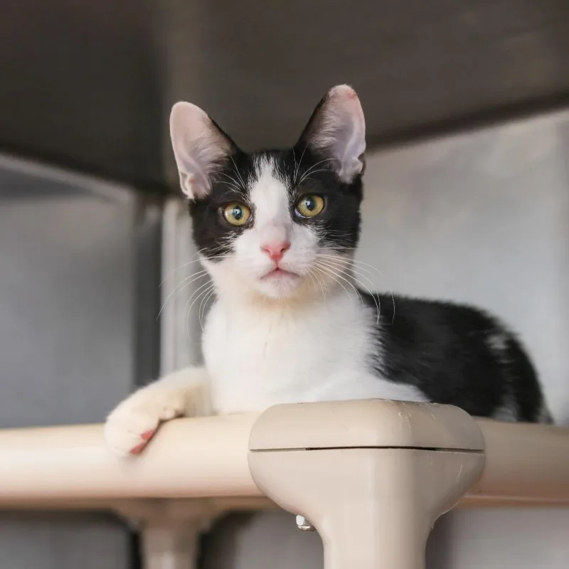 A baby small-sized male Black Domestic Short Hair cat named Maxwell for adoption in Los Angeles, CA