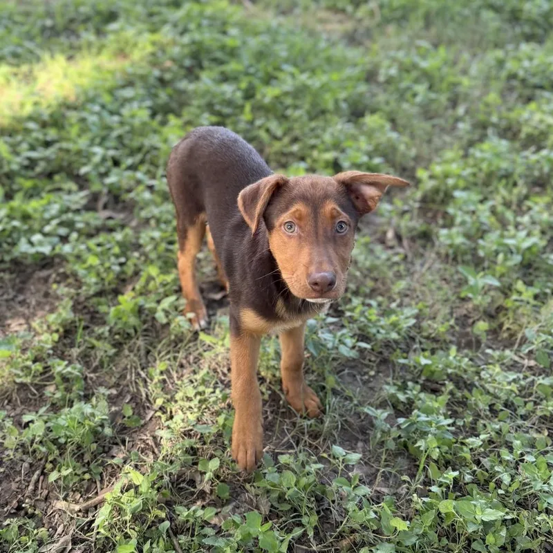 A baby small-sized male Red / Chestnut / Orange Labrador Retriever dog named Red Baron for adoption in Carencro, LA