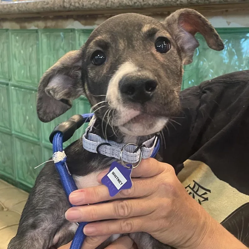 A baby medium-sized female Brown / Chocolate Mixed Breed dog named Whitney for adoption in San Francisco, CA