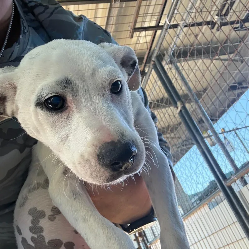 A baby small-sized male White / Cream Mixed Breed dog named Joe for adoption in Lake Jackson, TX