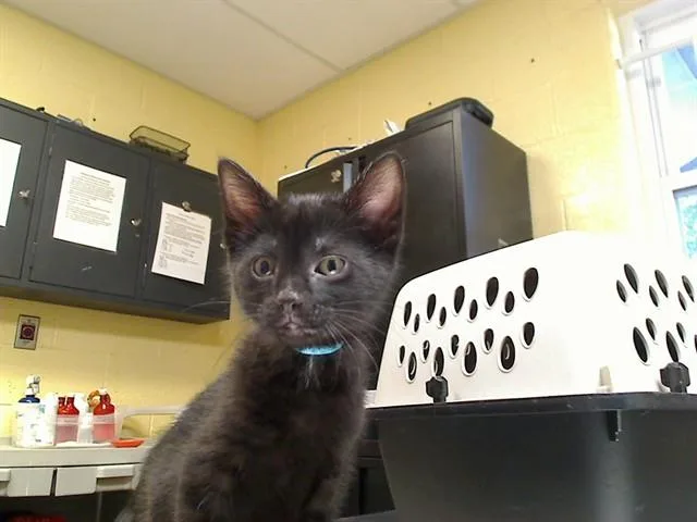 A baby medium-sized male Domestic Short Hair cat named Striker for adoption in Cookeville, TN