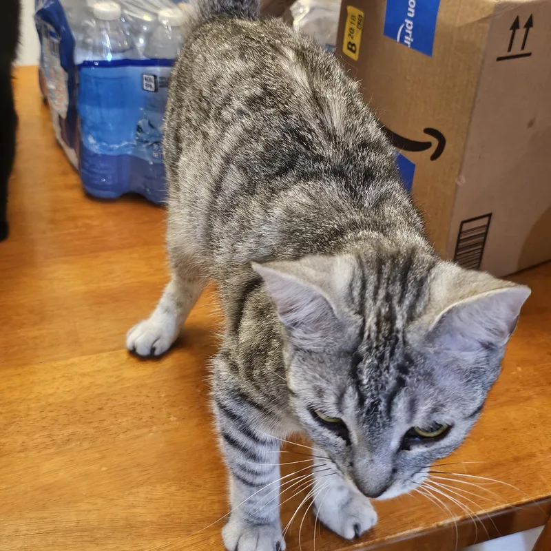 A baby medium-sized female Gray / Blue / Silver Bengal cat named Pepper for adoption in Richmond, VA