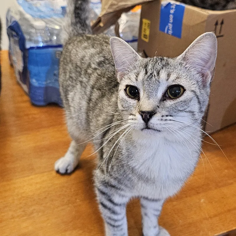 Pepper thumbnail 2