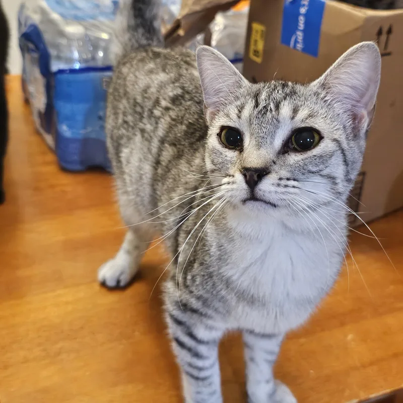 Pepper thumbnail 3