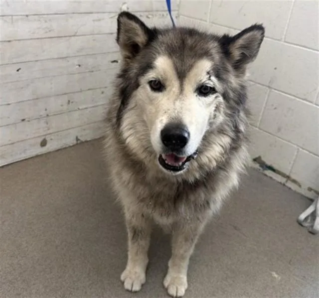 An adult large-sized male Siberian Husky dog named Hunter for adoption in San Bernardino, CA
