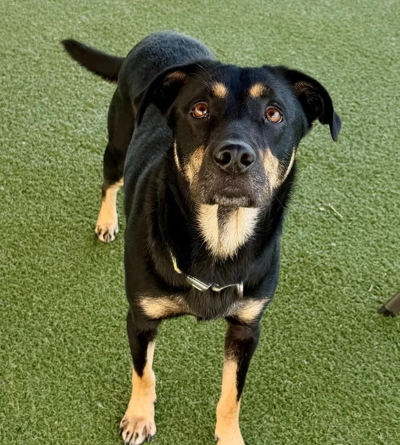 A young medium-sized male Shepherd dog named Max for adoption in Columbia, IL
