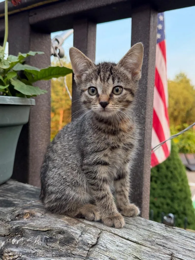 A baby small-sized female Domestic Short Hair cat named Rhubarb for adoption in Glenfield, NY