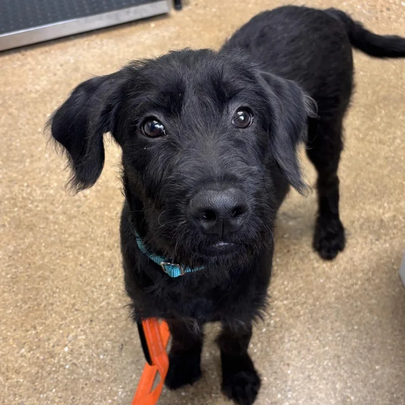 A baby medium-sized male Black Mixed Breed dog named Murphy for adoption in Skokie, IL
