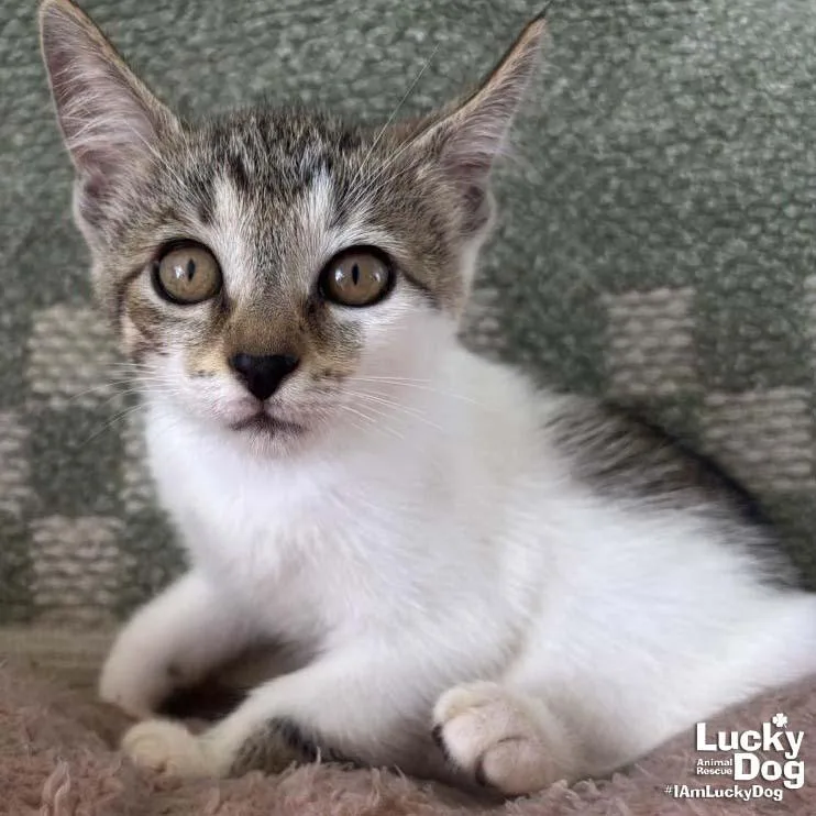 A baby medium-sized female Domestic Short Hair cat named Tiny Kit Kat for adoption in Washington, DC