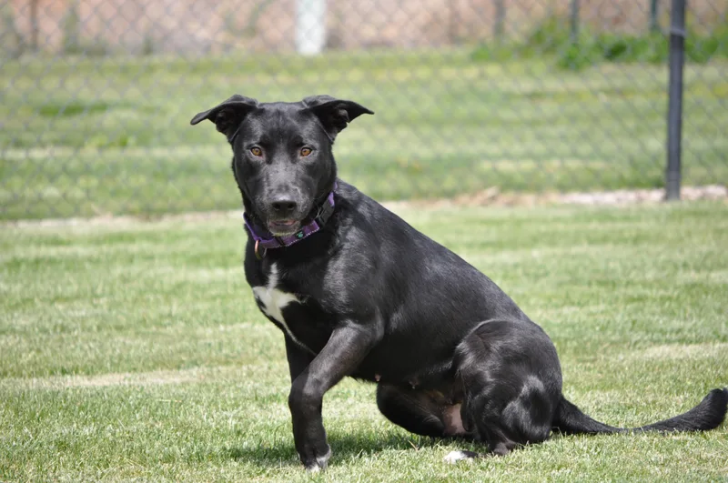 An adult large-sized female Black Labrador Retriever dog named Luna for adoption in Union Gap, WA