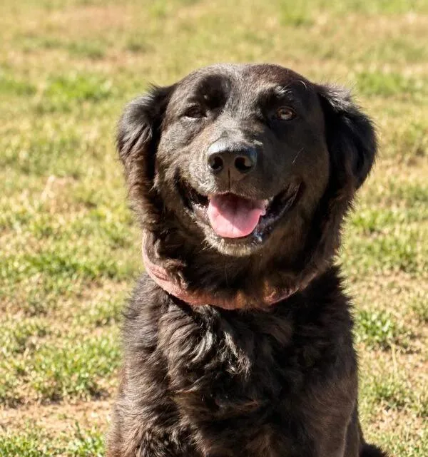 An adult medium-sized female Border Collie dog named Luna for adoption in eufaula, AL