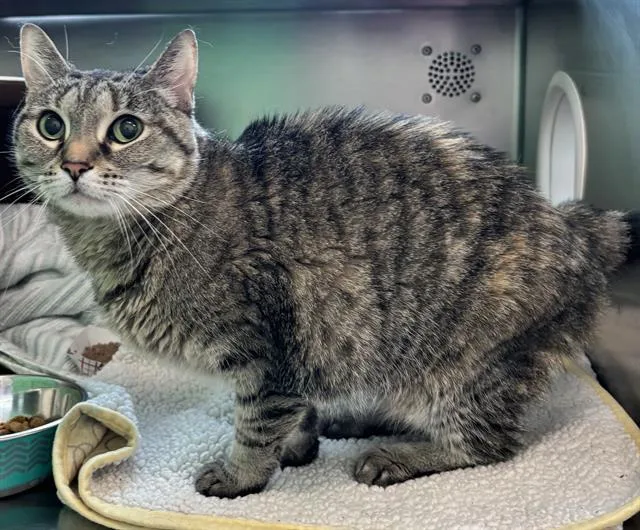 An adult medium-sized female Domestic Short Hair cat named Lulu for adoption in Boston, MA