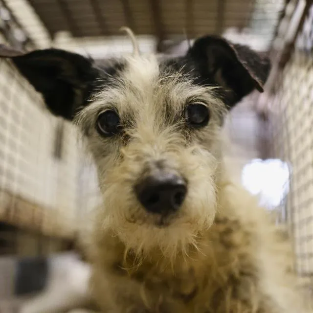 A senior small-sized male Chihuahua dog named Salsa Rojo for adoption in San Antonio, TX