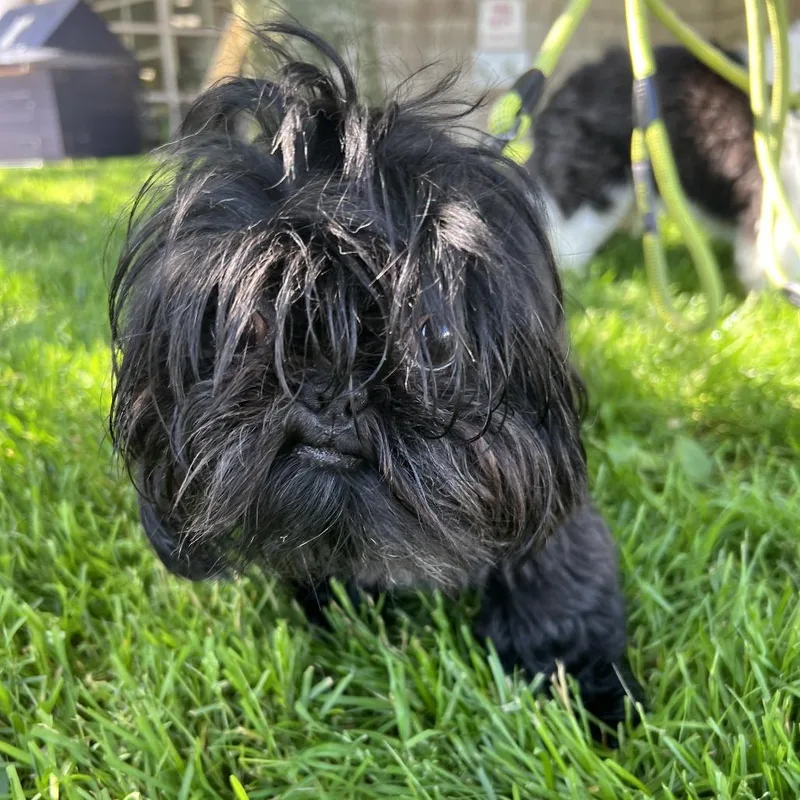 A young medium-sized male Black Shih Tzu dog named Peanut for adoption in Hampton Bays, NY