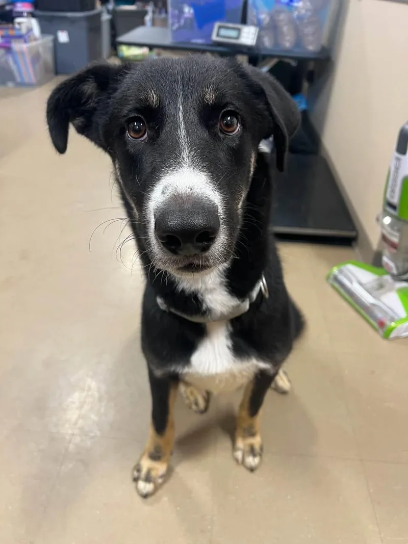 An adult medium-sized male Mixed Breed dog named Otis for adoption in Davenport, IA