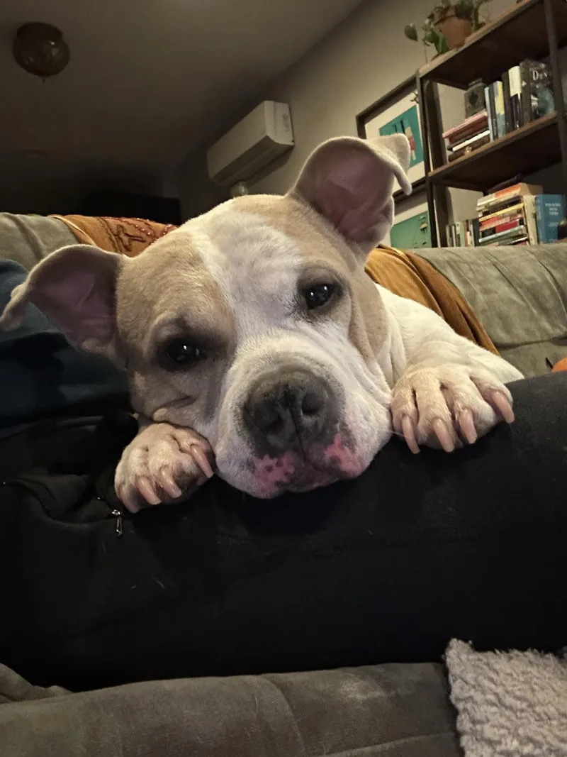 An adult medium-sized female Bulldog dog named Remy the Pitlet for adoption in New York, NY