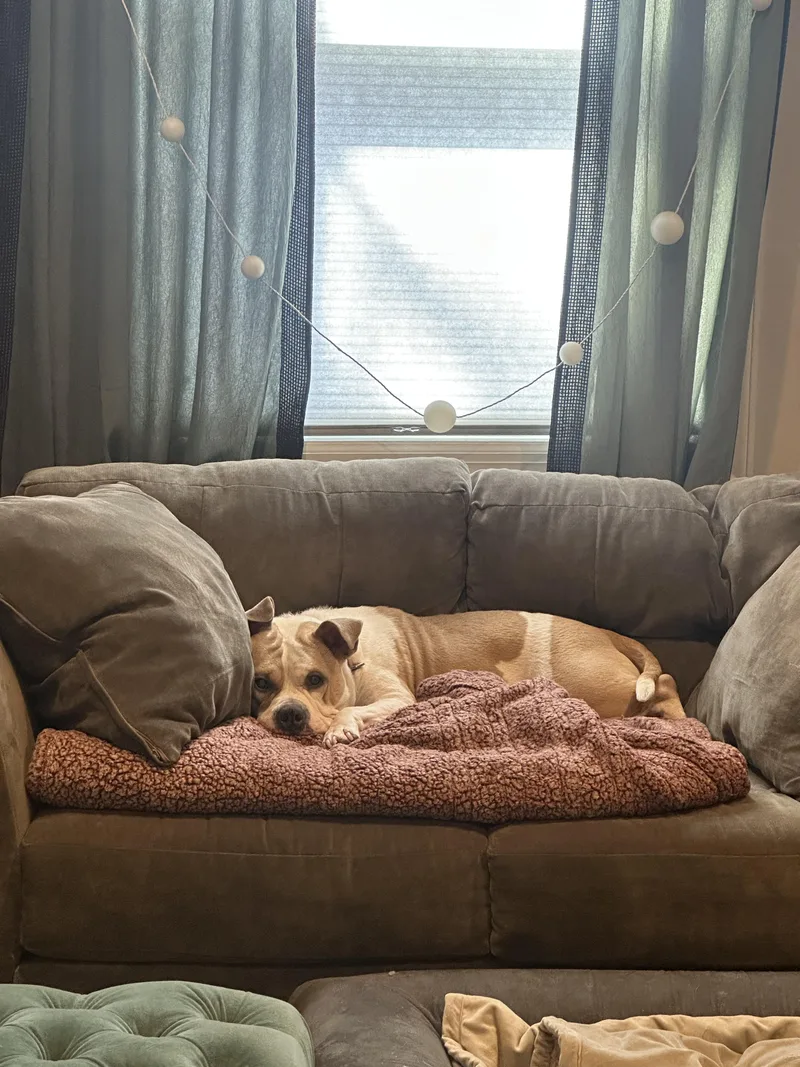 Remy the Pitlet thumbnail 2