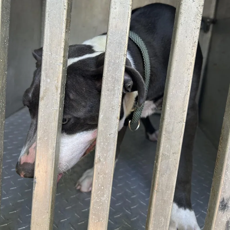 A young medium-sized male Gray / Blue / Silver Pit Bull Terrier dog named Officer Muffins for adoption in Greensboro, NC