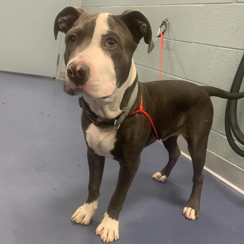 Officer Muffins thumbnail 2