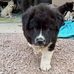 A young medium-sized male Black Husky dog named Alpine for adoption in Green Valley, AZ