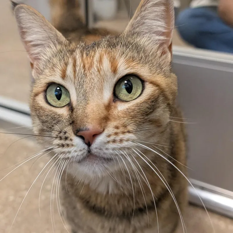 An adult small-sized female Brown / Chocolate Domestic Short Hair cat named Bella for adoption in Sonoma, CA