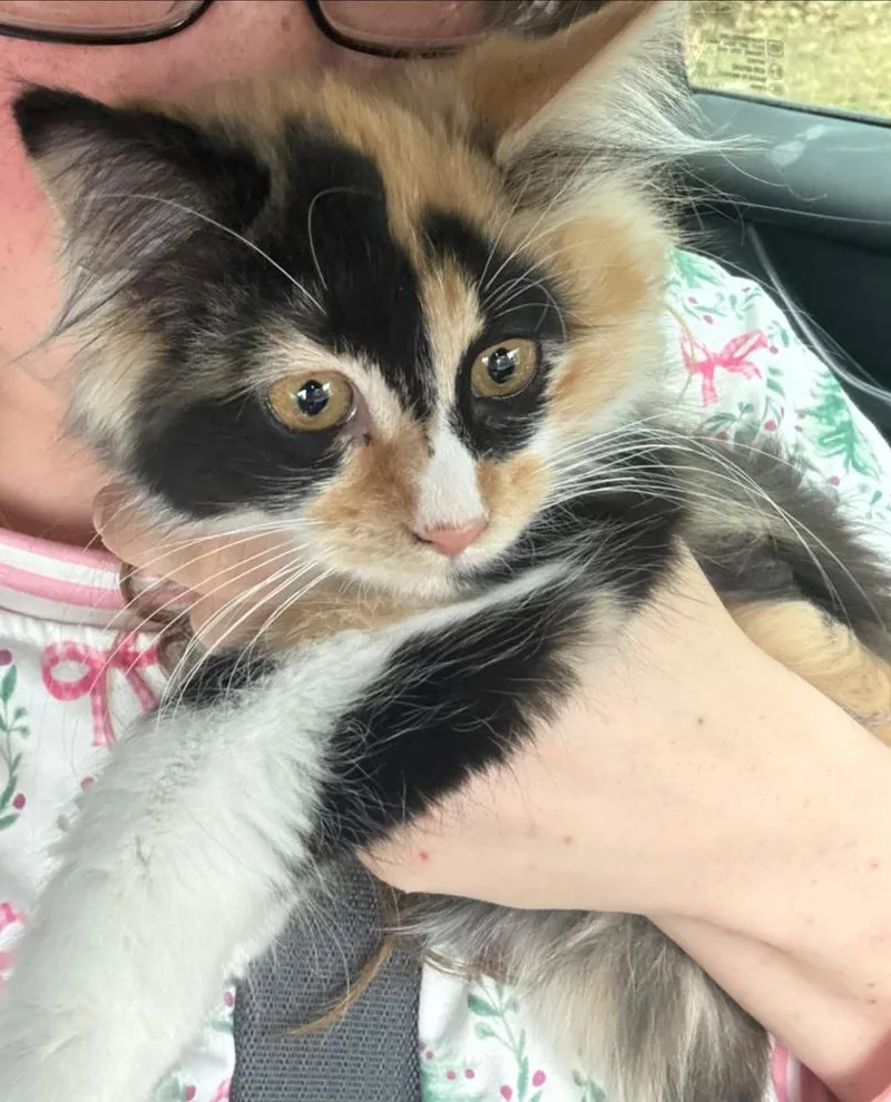 A baby small-sized female Calico cat named Sassy for adoption in Plumerville, AR