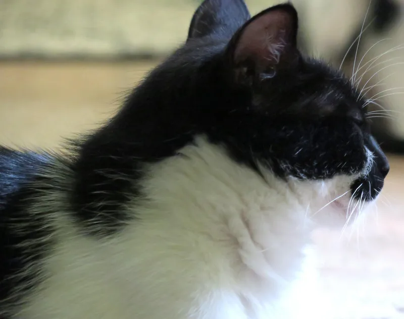 Poppy thumbnail 3