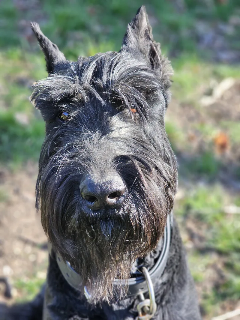 Kobe Springfield thumbnail 2