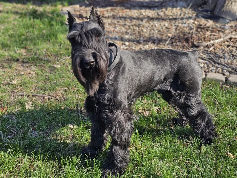 Kobe Springfield thumbnail 5