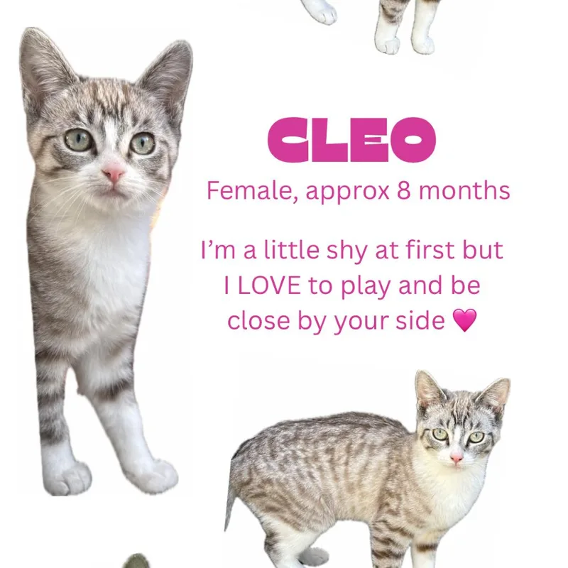 Cleo thumbnail 5