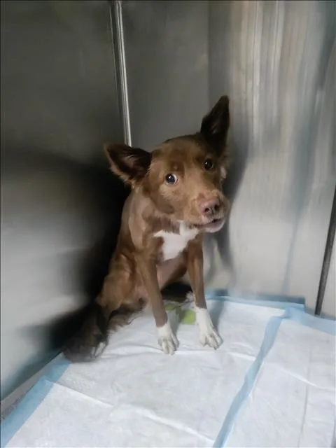 A young medium-sized female Australian Shepherd dog named Cardi for adoption in Chatsworth, CA