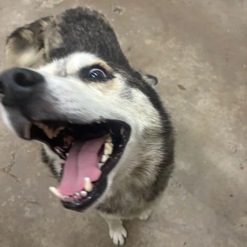 An adult medium-sized male Husky dog named Togo for adoption in Corbin, KY