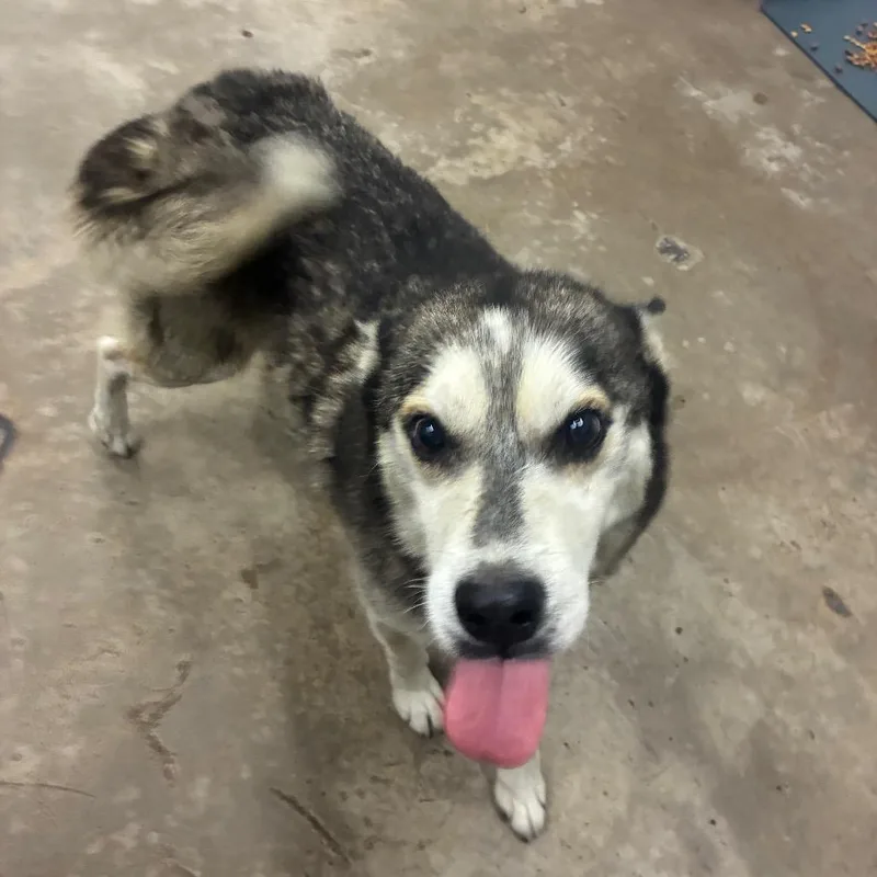 Togo thumbnail 2