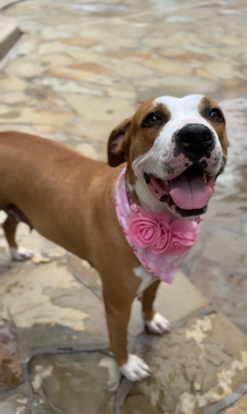 An adult medium-sized female Golden Boxer dog named Sasha Le Posha for adoption in Houston, TX