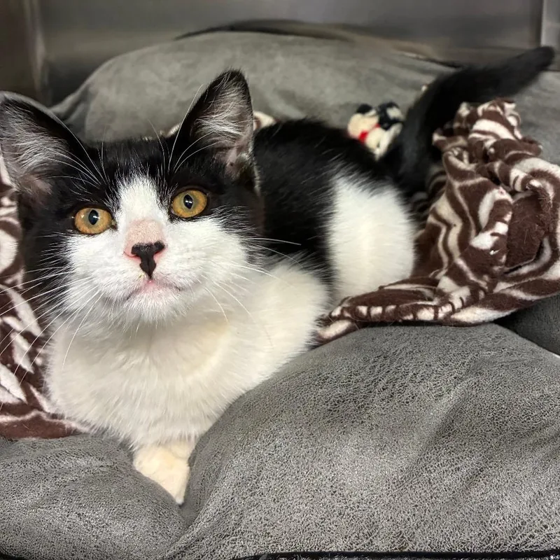 A baby small-sized female White Domestic Short Hair cat named Selby for adoption in Point Richmond, CA
